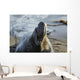Northern Elephant Seal On The Central California Coast Wall Mural