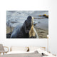 Northern Elephant Seal On The Central California Coast Wall Mural