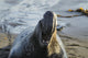 Northern Elephant Seal On The Central California Coast Wall Mural