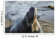 Northern Elephant Seal On The Central California Coast Wall Mural