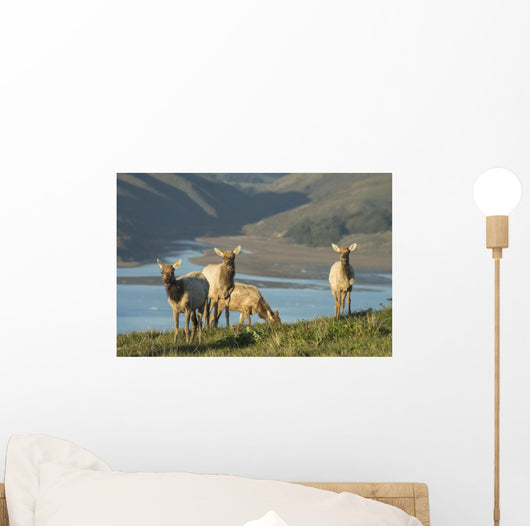 Tule Elk In Point Reyes National Seashore Wall Mural
