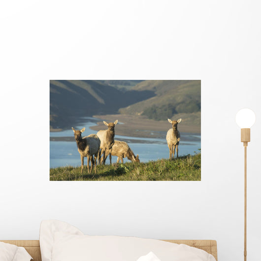 Tule Elk In Point Reyes National Seashore Wall Mural