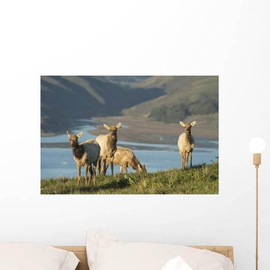 Tule Elk In Point Reyes National Seashore Wall Mural