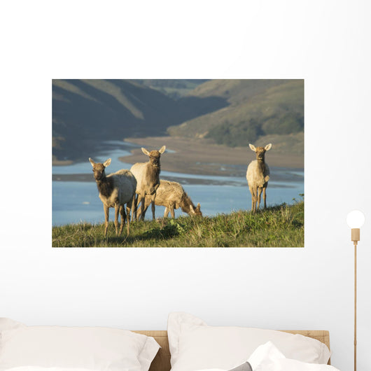 Tule Elk In Point Reyes National Seashore Wall Mural