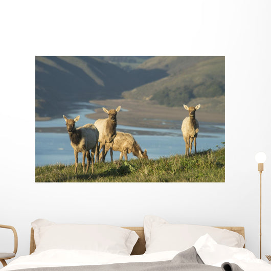 Tule Elk In Point Reyes National Seashore Wall Mural