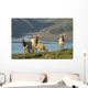Tule Elk In Point Reyes National Seashore Wall Mural