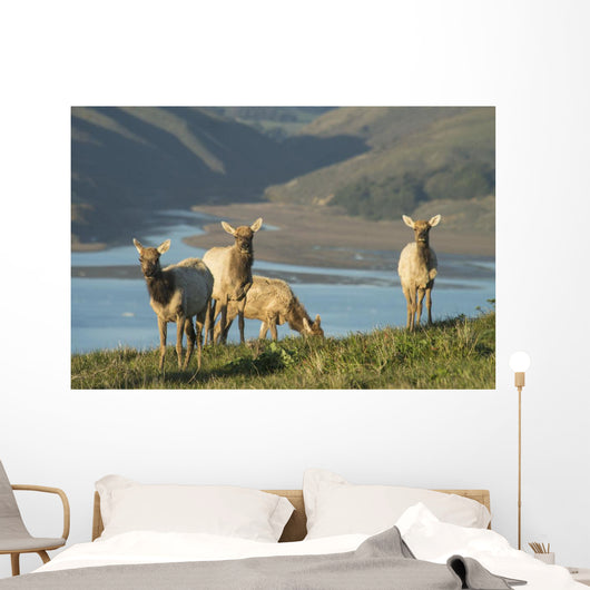 Tule Elk In Point Reyes National Seashore Wall Mural