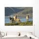 Tule Elk In Point Reyes National Seashore Wall Mural
