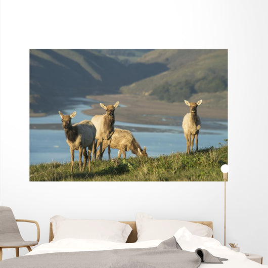 Tule Elk In Point Reyes National Seashore Wall Mural