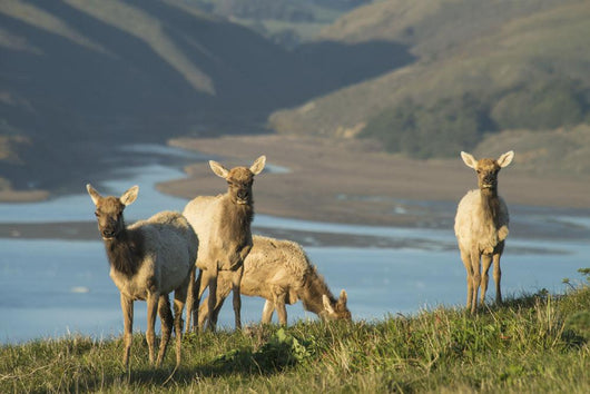 Tule Elk In Point Reyes National Seashore Wall Mural