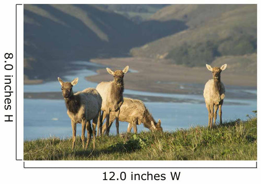 Tule Elk In Point Reyes National Seashore Wall Mural