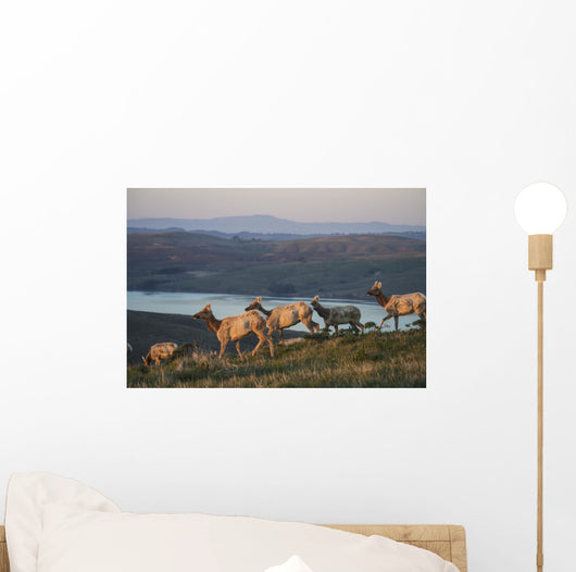 Tule Elk In Point Reyes National Seashore Wall Mural