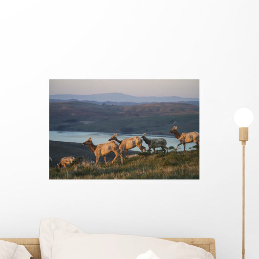 Tule Elk In Point Reyes National Seashore Wall Mural