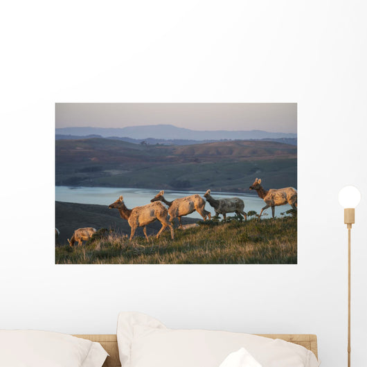 Tule Elk In Point Reyes National Seashore Wall Mural