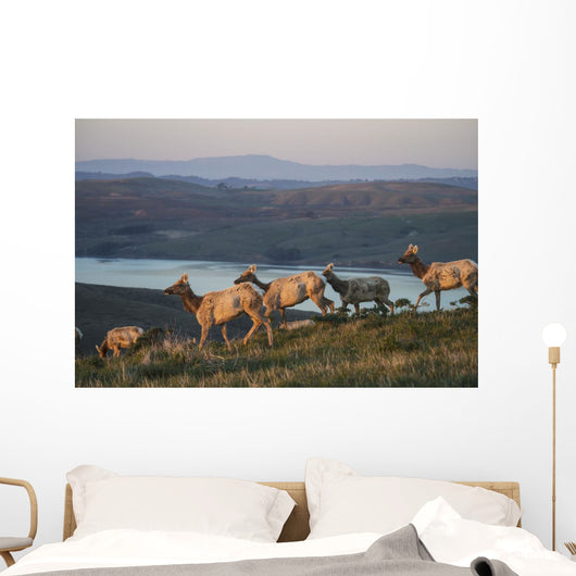 Tule Elk In Point Reyes National Seashore Wall Mural