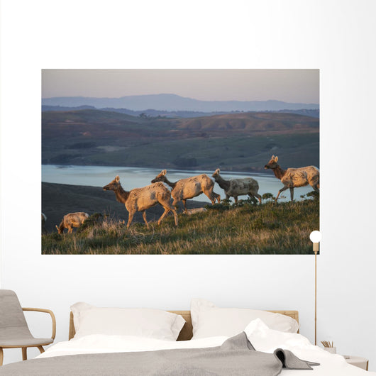 Tule Elk In Point Reyes National Seashore Wall Mural