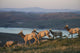 Tule Elk In Point Reyes National Seashore Wall Mural