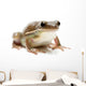 Frog Wall Decal