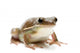 Frog Wall Decal