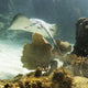 Caribbean Whiptail Stingray Wall Mural