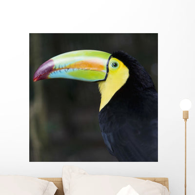 Macaw Wall Mural shown on a wall