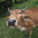 Close Up Of The Face Of A Cow Wall Mural
