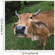 Close Up Of The Face Of A Cow Wall Mural