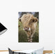 Cow With Long Hair Over It's Face Wall Mural