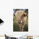 Cow With Long Hair Over It's Face Wall Mural