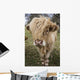 Cow With Long Hair Over It's Face Wall Mural