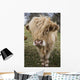 Cow With Long Hair Over It's Face Wall Mural