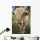 Cow With Long Hair Over It's Face Wall Mural