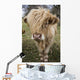 Cow With Long Hair Over It's Face Wall Mural