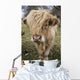 Cow With Long Hair Over It's Face Wall Mural