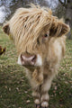 Cow With Long Hair Over It's Face Wall Mural
