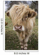 Cow With Long Hair Over It's Face Wall Mural