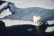 Polar bear on melting sea ice, high angle view from cruise ship Wall Mural