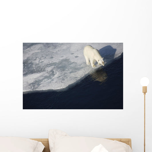 Polar bear on melting sea ice, high angle view from cruise ship Wall Mural