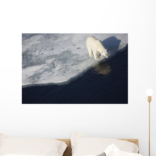 Polar bear on melting sea ice, high angle view from cruise ship Wall Mural