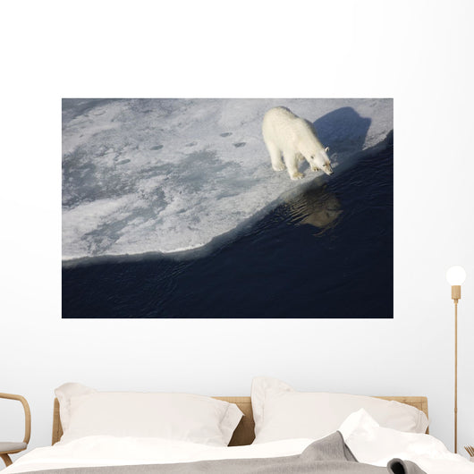 Polar bear on melting sea ice, high angle view from cruise ship Wall Mural