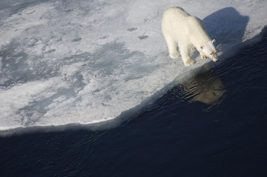 Polar bear on melting sea ice, high angle view from cruise ship Wall Mural
