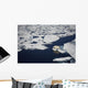 Polar bear on melting sea ice, high angle view from cruise ship Wall Mural