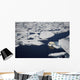 Polar bear on melting sea ice, high angle view from cruise ship Wall Mural