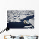 Polar bear on melting sea ice, high angle view from cruise ship Wall Mural