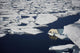 Polar bear on melting sea ice, high angle view from cruise ship Wall Mural
