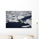 Polar bear on melting sea ice, high angle view from cruise ship Wall Mural