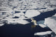Polar bear on melting sea ice, high angle view from cruise ship Wall Mural