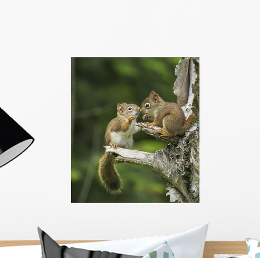 Two Red Squirrels Playing In A Tree Wall Mural