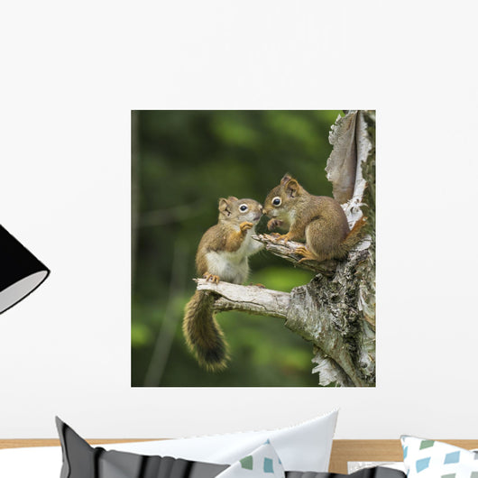 Two Red Squirrels Playing In A Tree Wall Mural