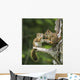 Two Red Squirrels Playing In A Tree Wall Mural